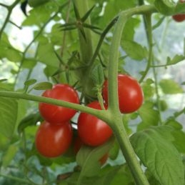 Biotomaten Reife, rote Kirschtomaten wachsen an einer grünen Pflanzenranke.