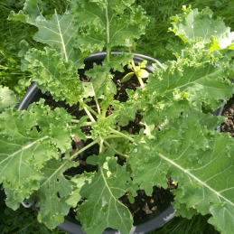 Grünkohl Grüner Grünkohl wächst in einem Blumentopf auf grünem Gras.